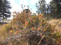 Torrente_Quarantore - 20110911 118.jpg